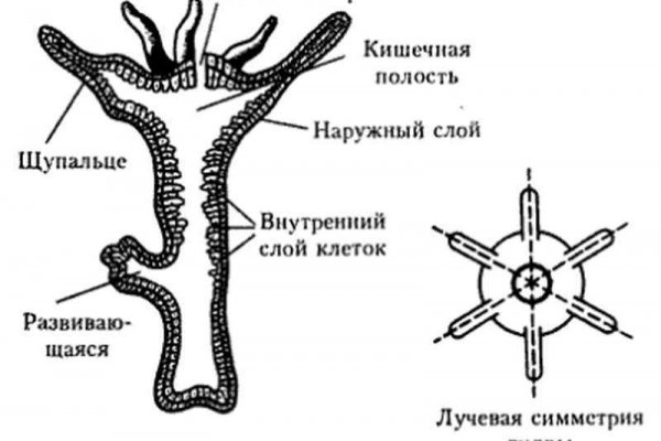 Сайт кракен тор браузера