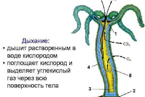 Kraken сайт вход