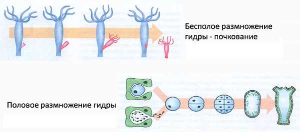 Кракен купить в москве порошок